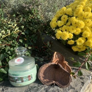 Vonná svíčka ve skle Borovice - střední